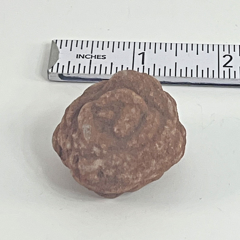 Desert Rose Gypsum Crystal Natural Mineral Specimen 2in Brown